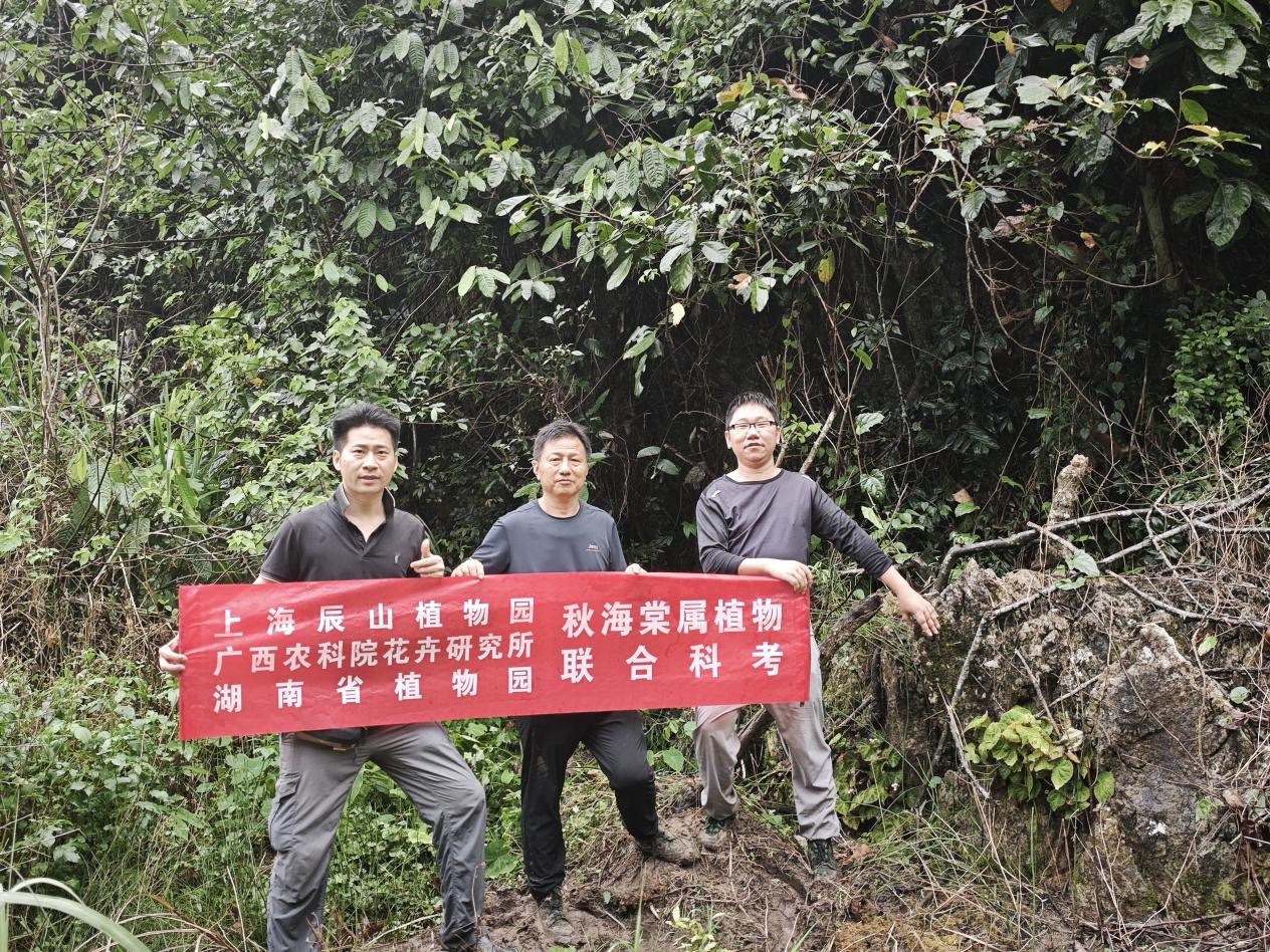我园联合上海辰山AG旗舰厅等开展秋海棠属植物野外科学考察