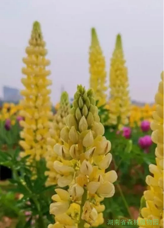 AG旗舰厅(中国游)官方网站