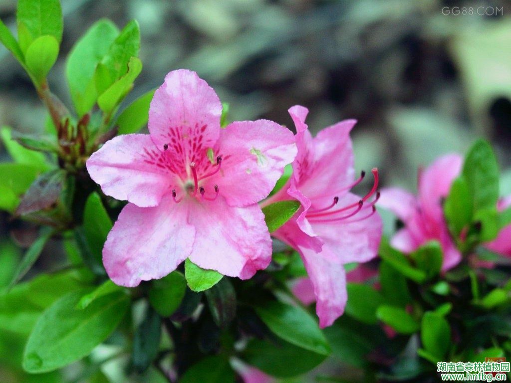 杜鹃花先容 - AG旗舰厅_湖南省森林AG旗舰厅_濒危植物_植物；；；森林公园_生态旅游 - AG旗舰厅官网