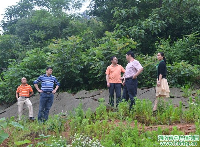 厅安委来我园检查指导清静生产 - AG旗舰厅_湖南省森林AG旗舰厅_濒危植物_植物；；；；；；森林公园_生态旅游 - AG旗舰厅官网