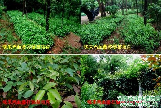 AG旗舰厅(中国游)官方网站