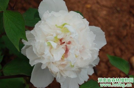 AG旗舰厅(中国游)官方网站