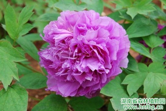 AG旗舰厅(中国游)官方网站