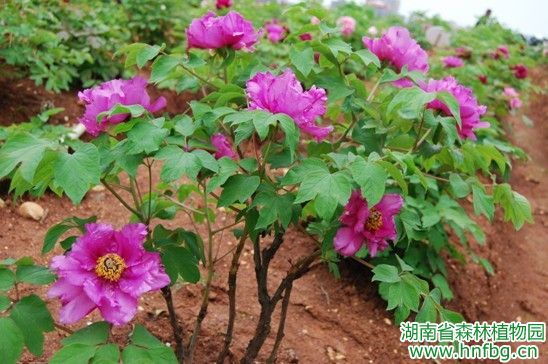 AG旗舰厅(中国游)官方网站