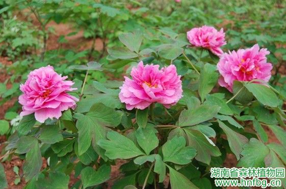 AG旗舰厅(中国游)官方网站