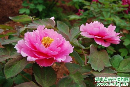 AG旗舰厅(中国游)官方网站