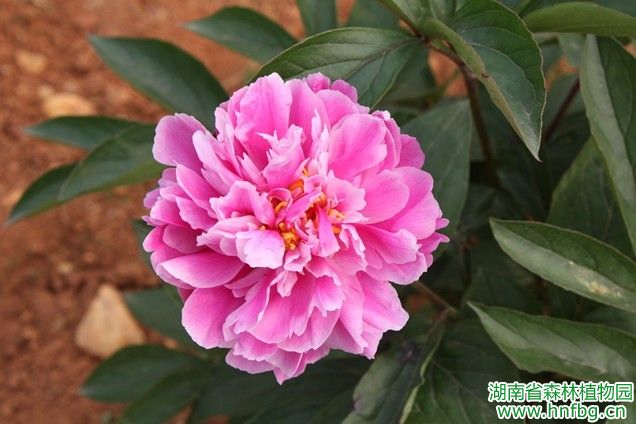 AG旗舰厅(中国游)官方网站