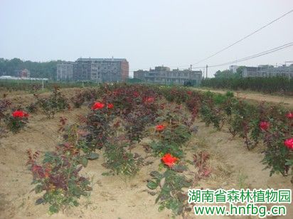 AG旗舰厅(中国游)官方网站