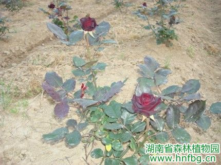 AG旗舰厅(中国游)官方网站