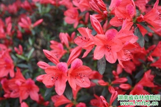 AG旗舰厅(中国游)官方网站