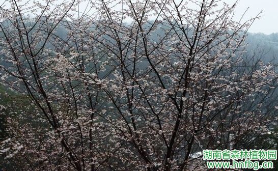 AG旗舰厅(中国游)官方网站
