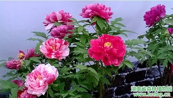 AG旗舰厅(中国游)官方网站