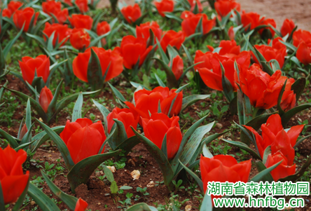 AG旗舰厅(中国游)官方网站