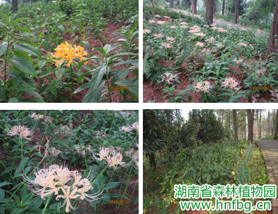 AG旗舰厅(中国游)官方网站