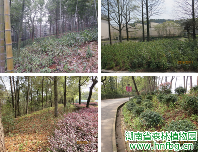 AG旗舰厅(中国游)官方网站