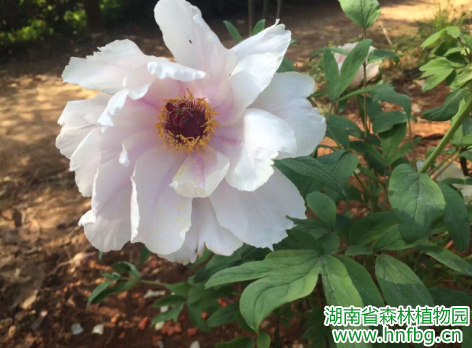 AG旗舰厅(中国游)官方网站