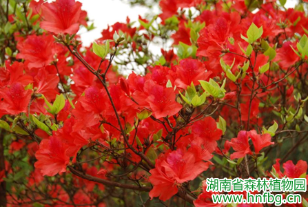 AG旗舰厅(中国游)官方网站