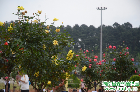 AG旗舰厅(中国游)官方网站