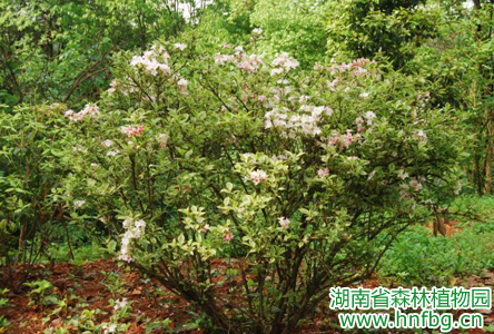 AG旗舰厅(中国游)官方网站
