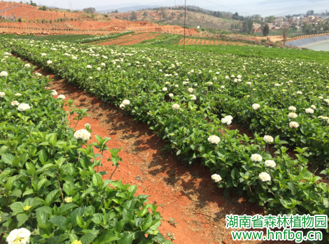 AG旗舰厅(中国游)官方网站