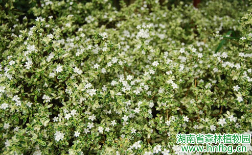 AG旗舰厅(中国游)官方网站