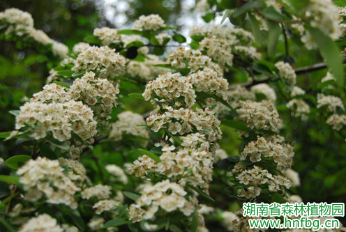 AG旗舰厅(中国游)官方网站