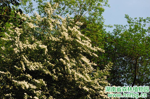 AG旗舰厅(中国游)官方网站