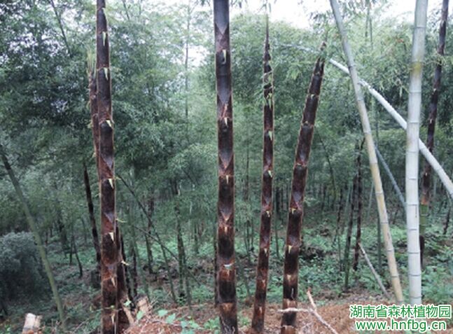 AG旗舰厅(中国游)官方网站