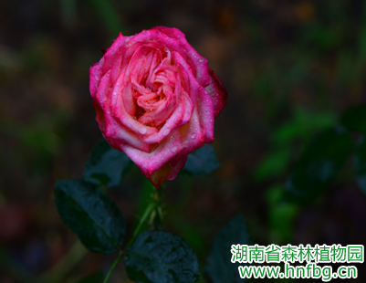 AG旗舰厅(中国游)官方网站