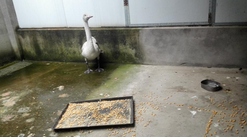 AG旗舰厅(中国游)官方网站