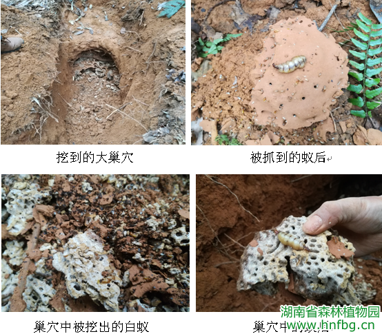 AG旗舰厅(中国游)官方网站