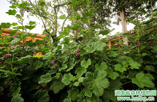 AG旗舰厅(中国游)官方网站